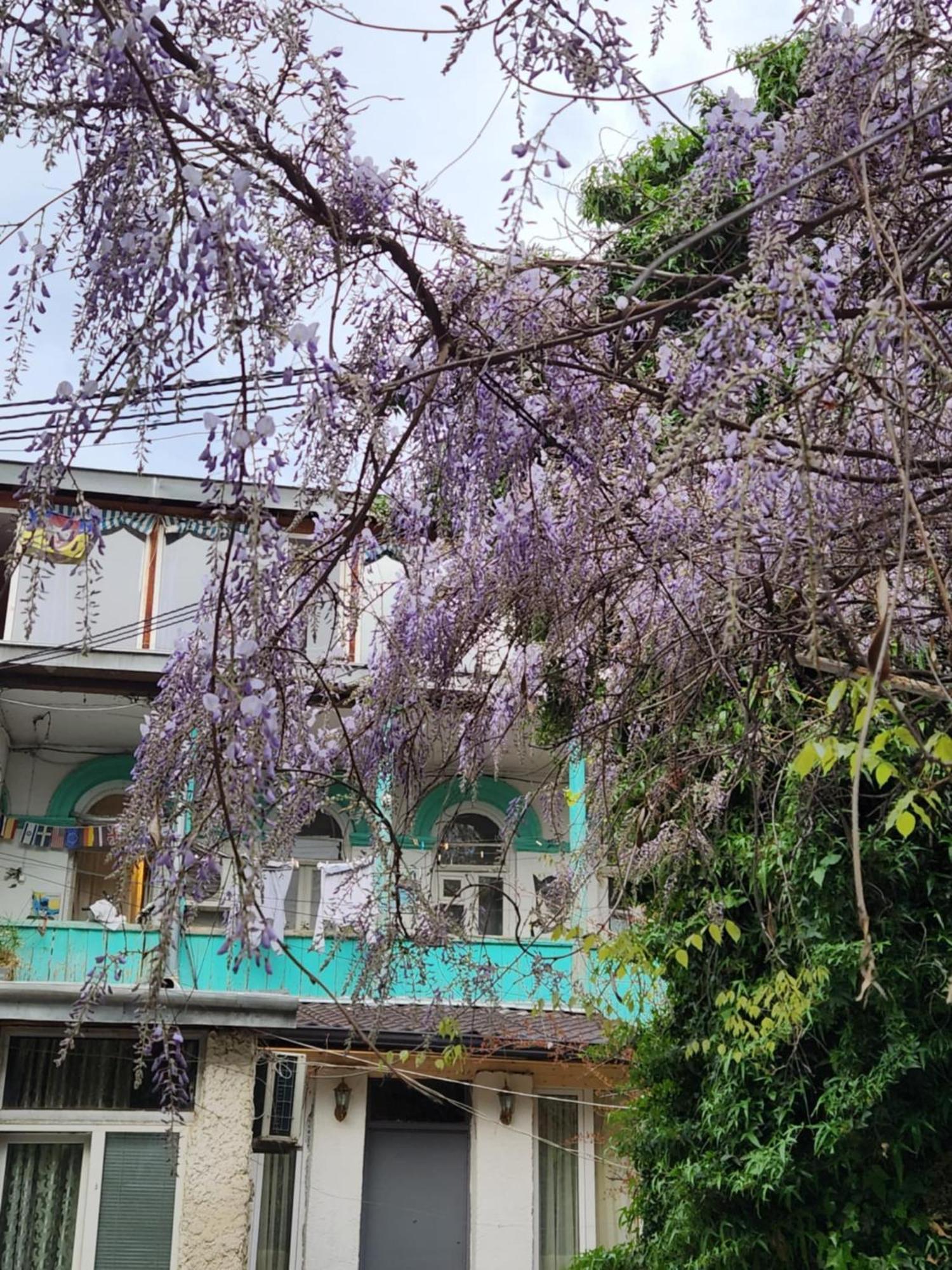 Green Stairs Guest House Tiflis Exterior foto